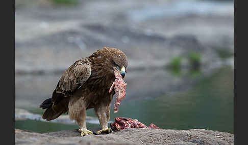 Savannenadler (Aquila rapax)