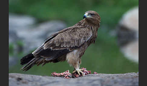 Savannenadler (Aquila rapax)