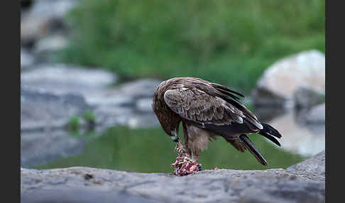 Savannenadler (Aquila rapax)