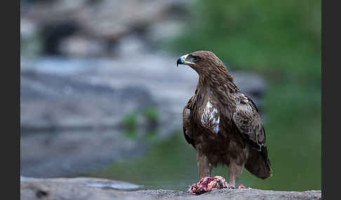 Savannenadler (Aquila rapax)