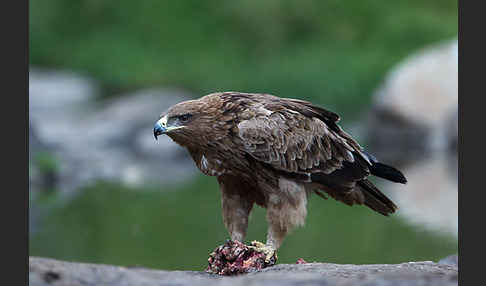 Savannenadler (Aquila rapax)