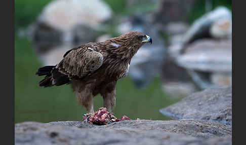 Savannenadler (Aquila rapax)