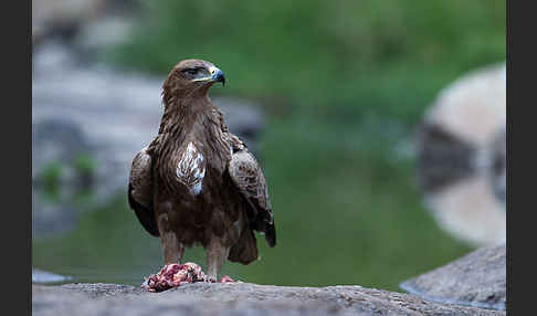 Savannenadler (Aquila rapax)