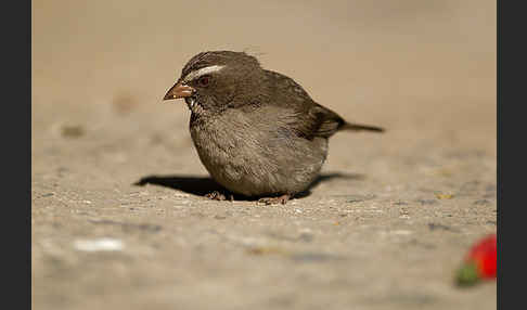 Rüppell-Girlitz (Serinus tristriatus)