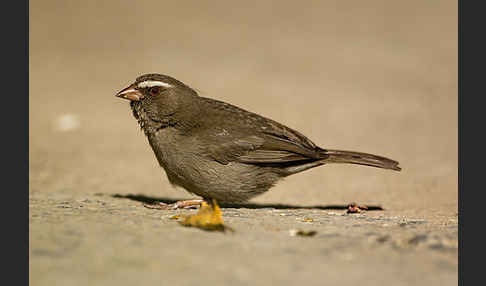 Rüppell-Girlitz (Serinus tristriatus)