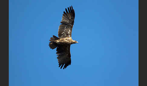 Savannenadler (Aquila rapax)