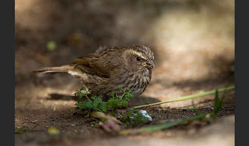 Rüppell-Girlitz (Serinus tristriatus)