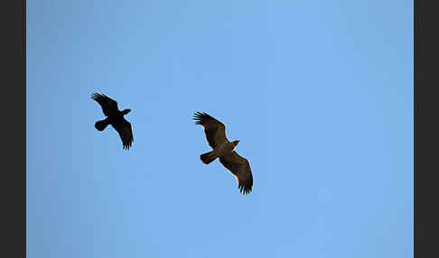 Erzrabe (Corvus crassirostris)