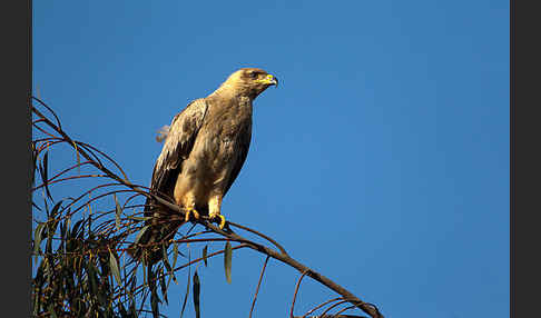 Savannenadler (Aquila rapax)