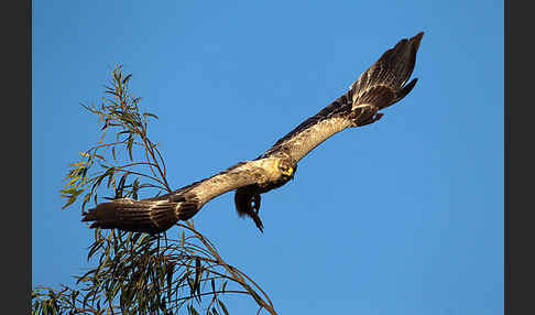 Savannenadler (Aquila rapax)