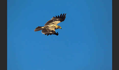 Savannenadler (Aquila rapax)