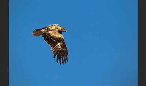 Savannenadler (Aquila rapax)