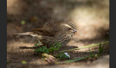 Rüppell-Girlitz (Serinus tristriatus)