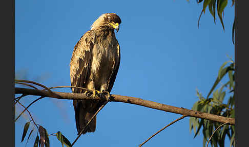 Savannenadler (Aquila rapax)