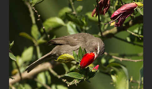 Rüppell-Girlitz (Serinus tristriatus)