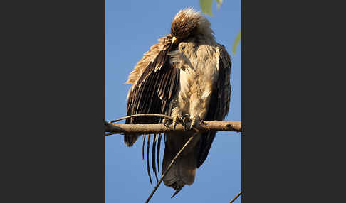 Savannenadler (Aquila rapax)