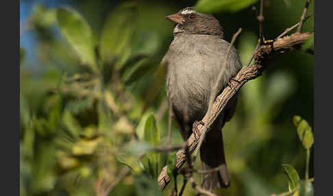 Rüppell-Girlitz (Serinus tristriatus)