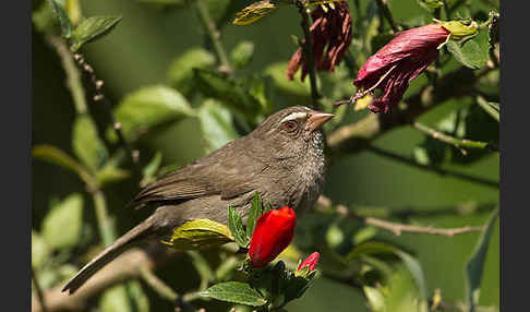 Rüppell-Girlitz (Serinus tristriatus)