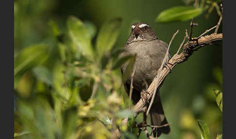 Rüppell-Girlitz (Serinus tristriatus)