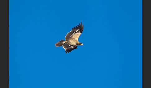 Savannenadler (Aquila rapax)