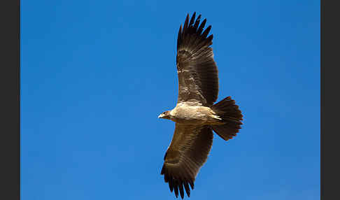 Savannenadler (Aquila rapax)