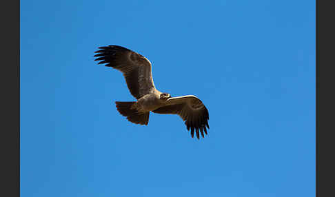 Savannenadler (Aquila rapax)