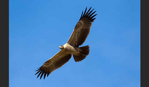 Savannenadler (Aquila rapax)