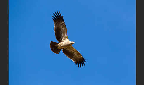 Savannenadler (Aquila rapax)