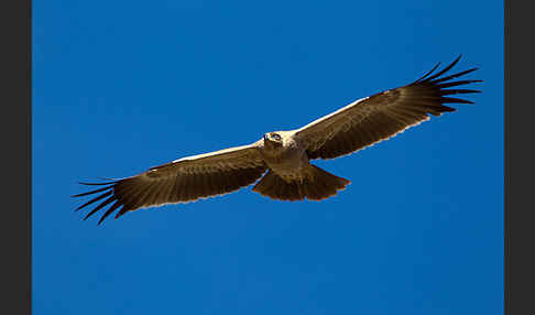 Savannenadler (Aquila rapax)