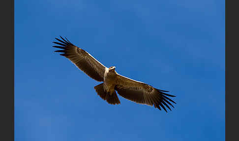 Savannenadler (Aquila rapax)