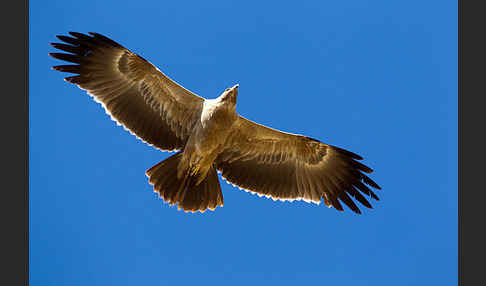 Savannenadler (Aquila rapax)