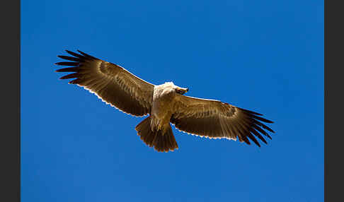 Savannenadler (Aquila rapax)