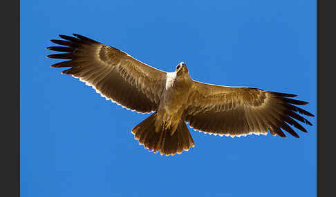 Savannenadler (Aquila rapax)