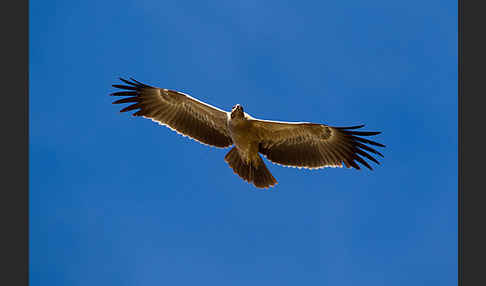 Savannenadler (Aquila rapax)