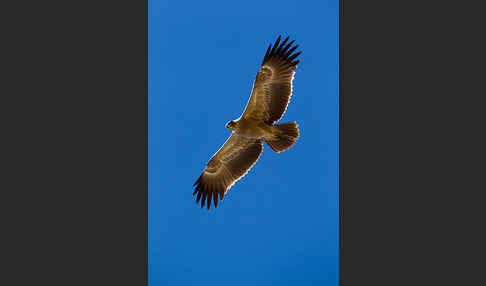 Savannenadler (Aquila rapax)