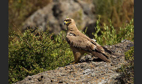 Savannenadler (Aquila rapax)