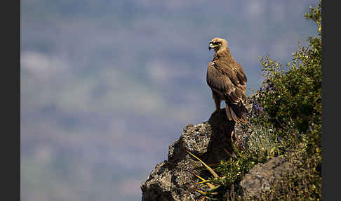 Savannenadler (Aquila rapax)