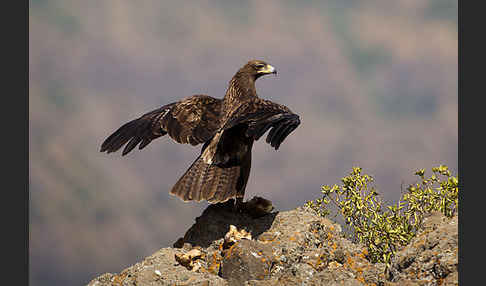 Savannenadler (Aquila rapax)