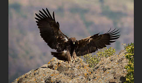 Savannenadler (Aquila rapax)