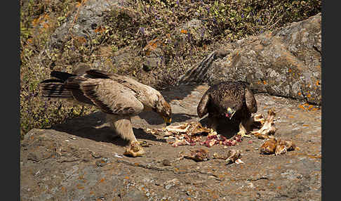 Savannenadler (Aquila rapax)