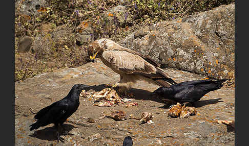 Borstenrabe (Corvus rhipidurus)