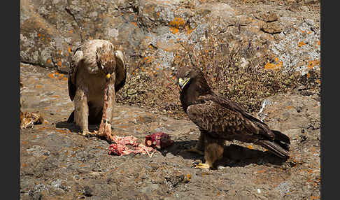 Savannenadler (Aquila rapax)