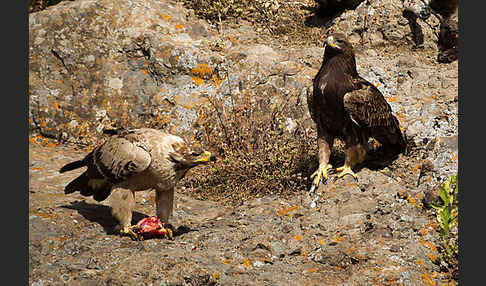 Savannenadler (Aquila rapax)