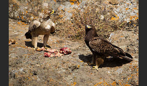 Savannenadler (Aquila rapax)