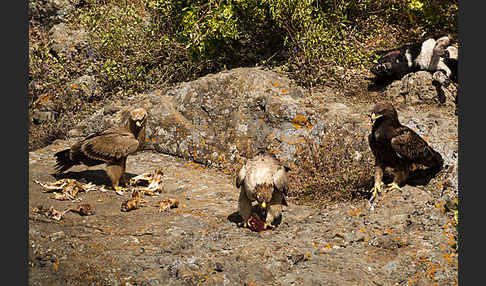 Savannenadler (Aquila rapax)