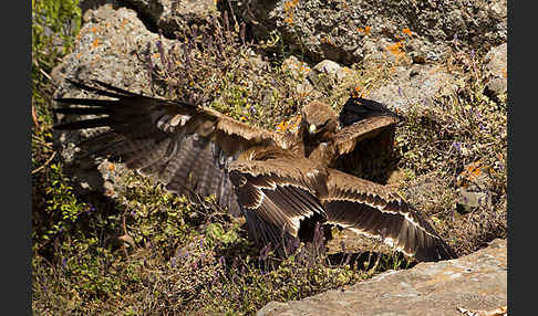 Savannenadler (Aquila rapax)