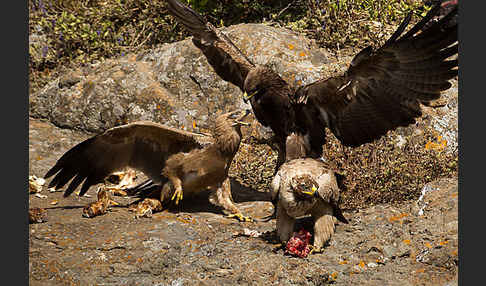 Savannenadler (Aquila rapax)