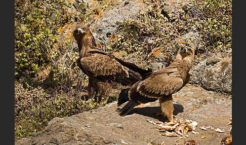 Savannenadler (Aquila rapax)