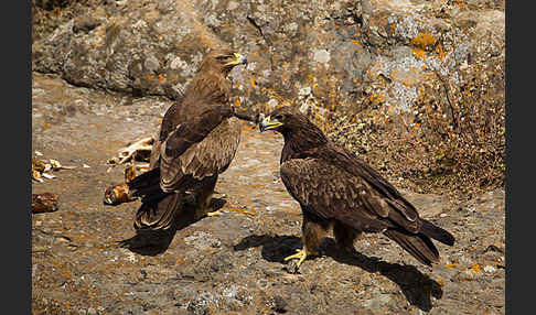 Savannenadler (Aquila rapax)