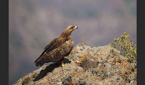 Savannenadler (Aquila rapax)